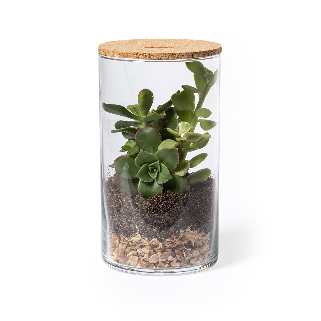 Terrarium Anymak - Imagen 2