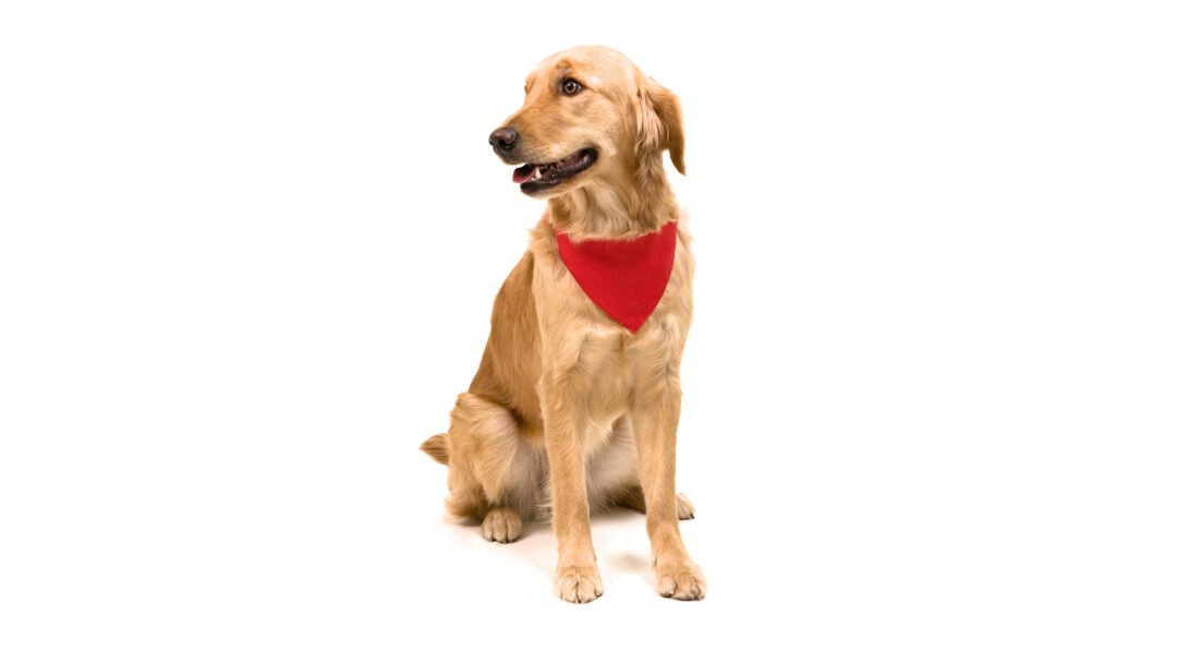 Collar Bandana Roco - Imagen 6